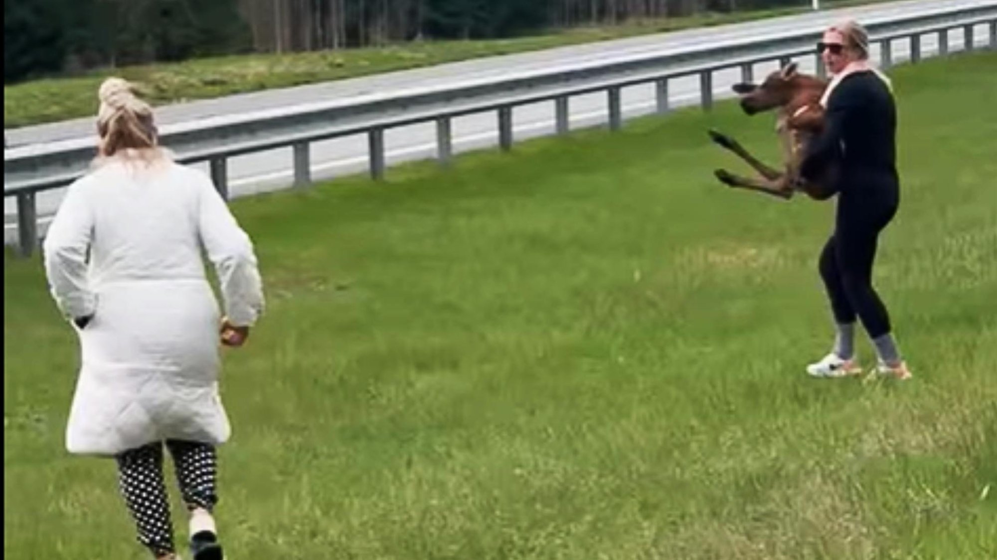 VIDEO | Vaprad naised päästsid põdravasika Tallinna-Narva maanteel kihutavate autode eest