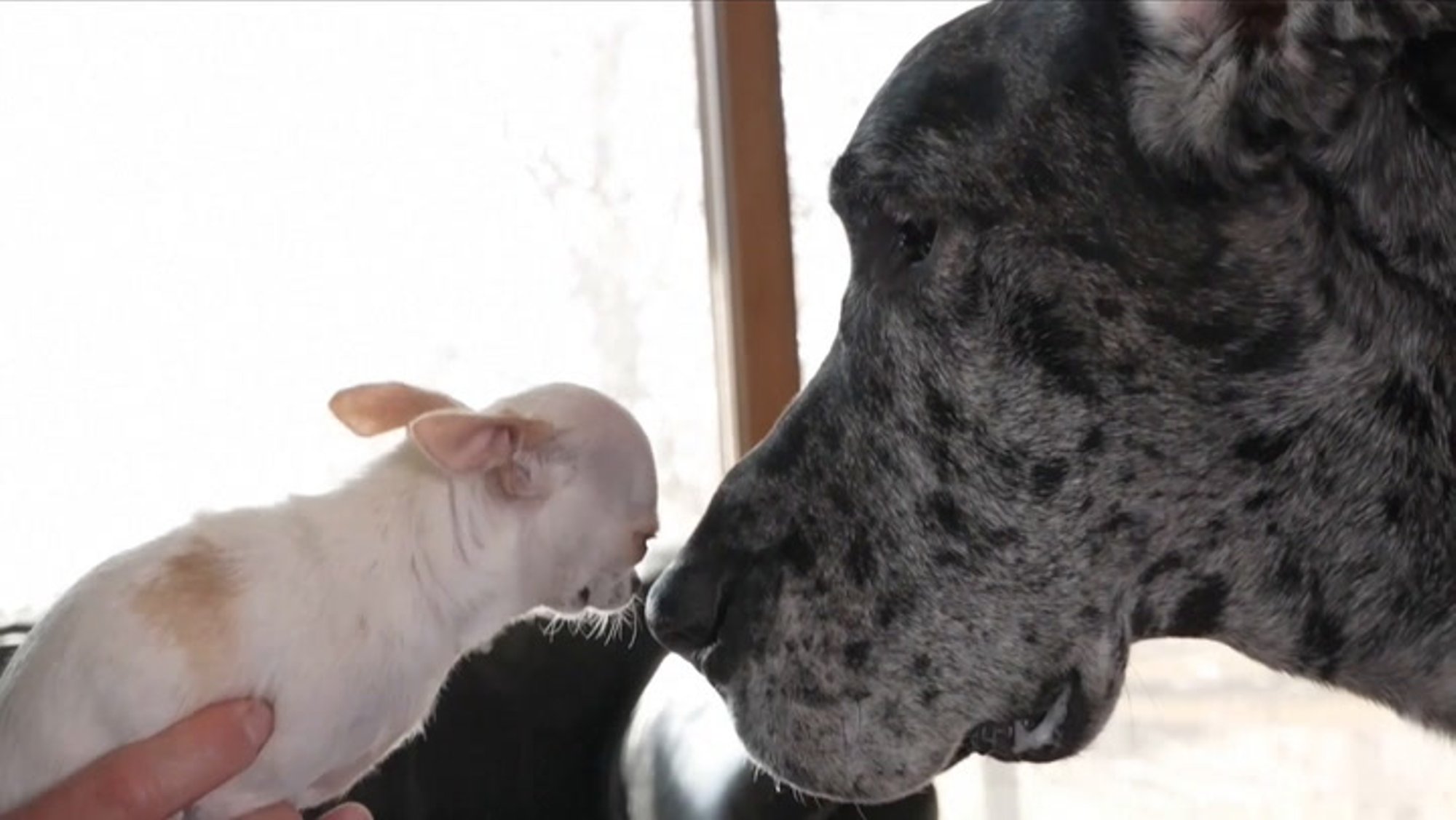 LÕBUS VIDEO | Hiiglane versus päkapikk: maailma suurim ja väikseim koer said omavahel sõpradeks