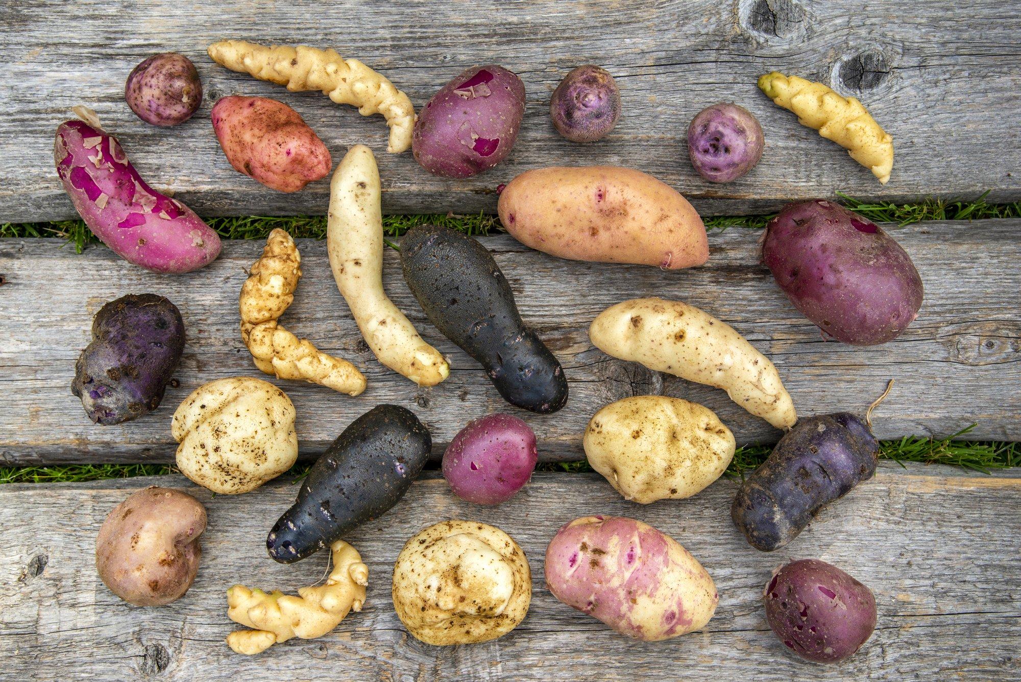 Rebase talu kasvatab erilisi gurmeekartuleid. Lisatud nipid algajale kartulikasvatajale