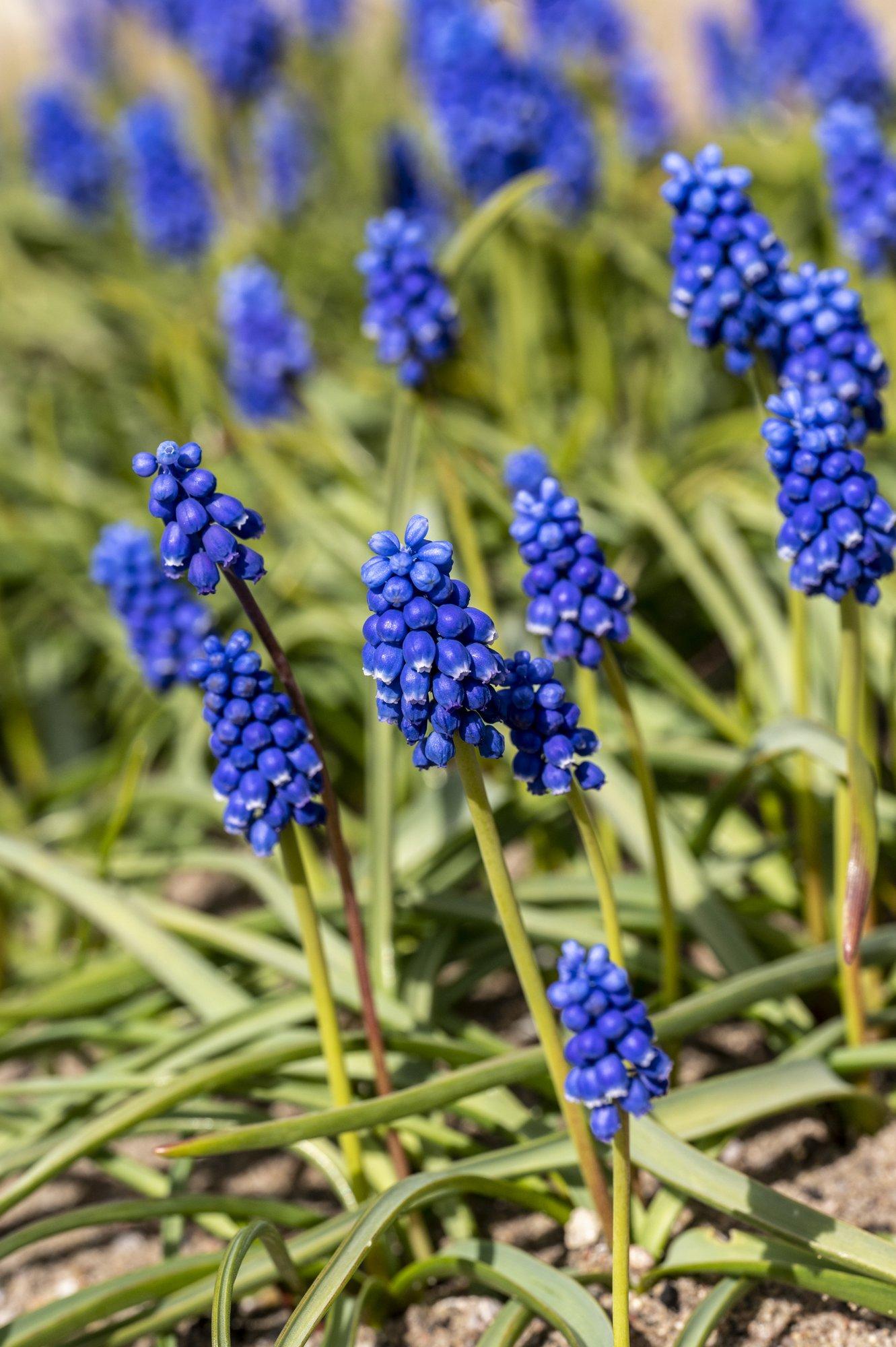 Kobarhüatsindid oma sinistes ja valgetes toonides õitega rikastavad aeda maikuus