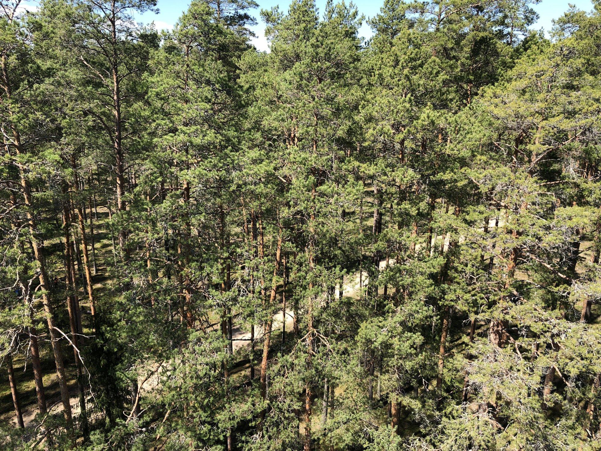 Riigimetsa külastajad püstitasid mullu uue rekordi