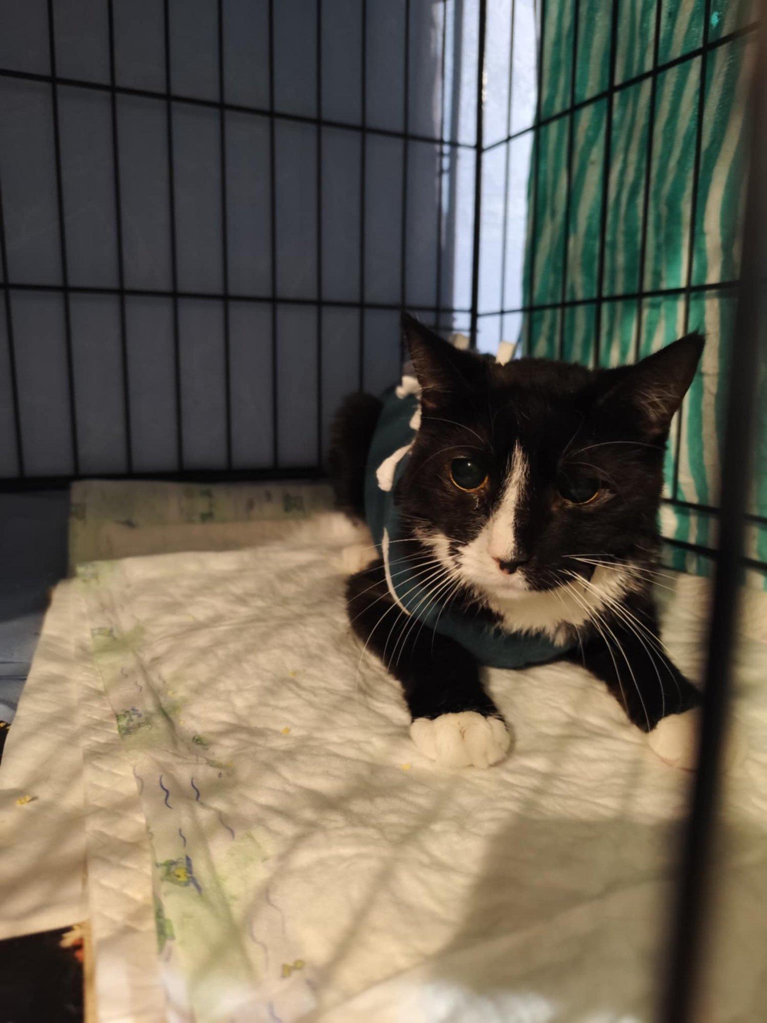 Simoone salapärane kaalukadu viis soolestiku lahti lõikamiseni