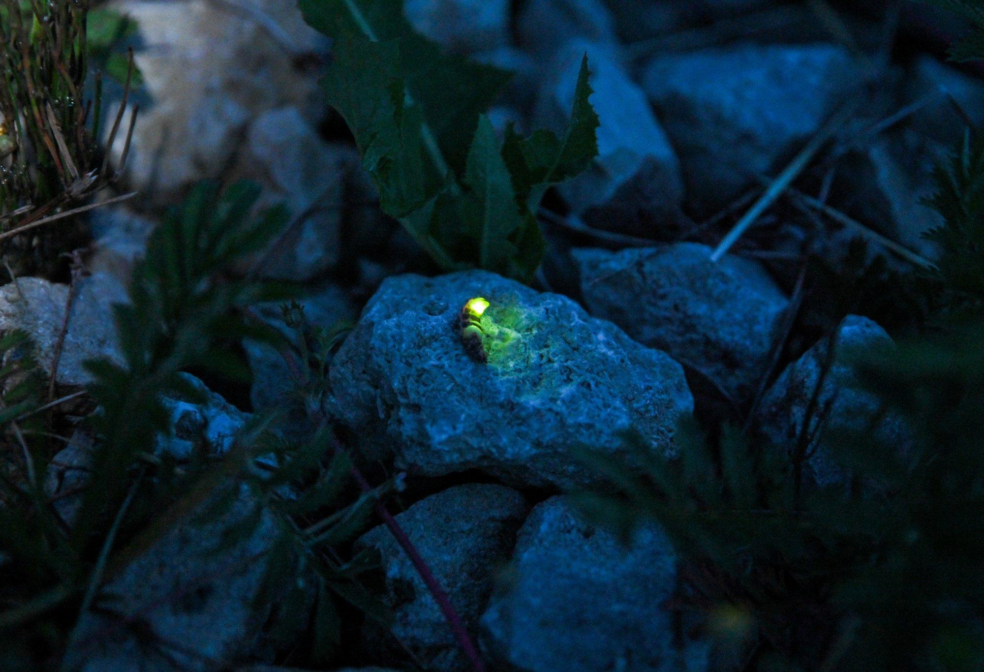 FOTOD | Vaata, kas leiad! Jaanipäeva sümboliks kujunenud jaaniussid on õhtupimeduses juba nähtaval