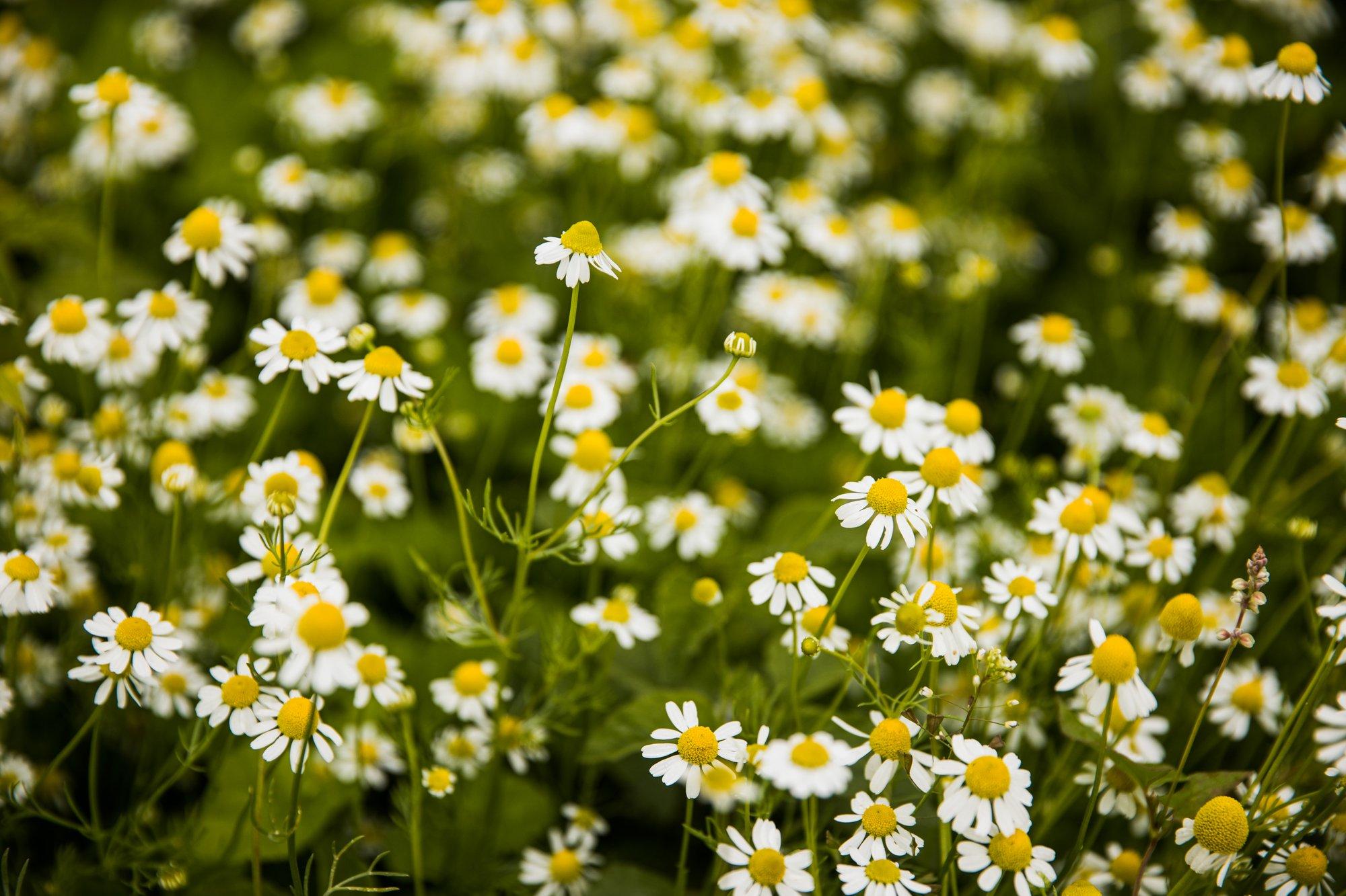 Juunis saab loodusest korjata neid 23 tervendavat taime. Lisatud kasutamise võimalused