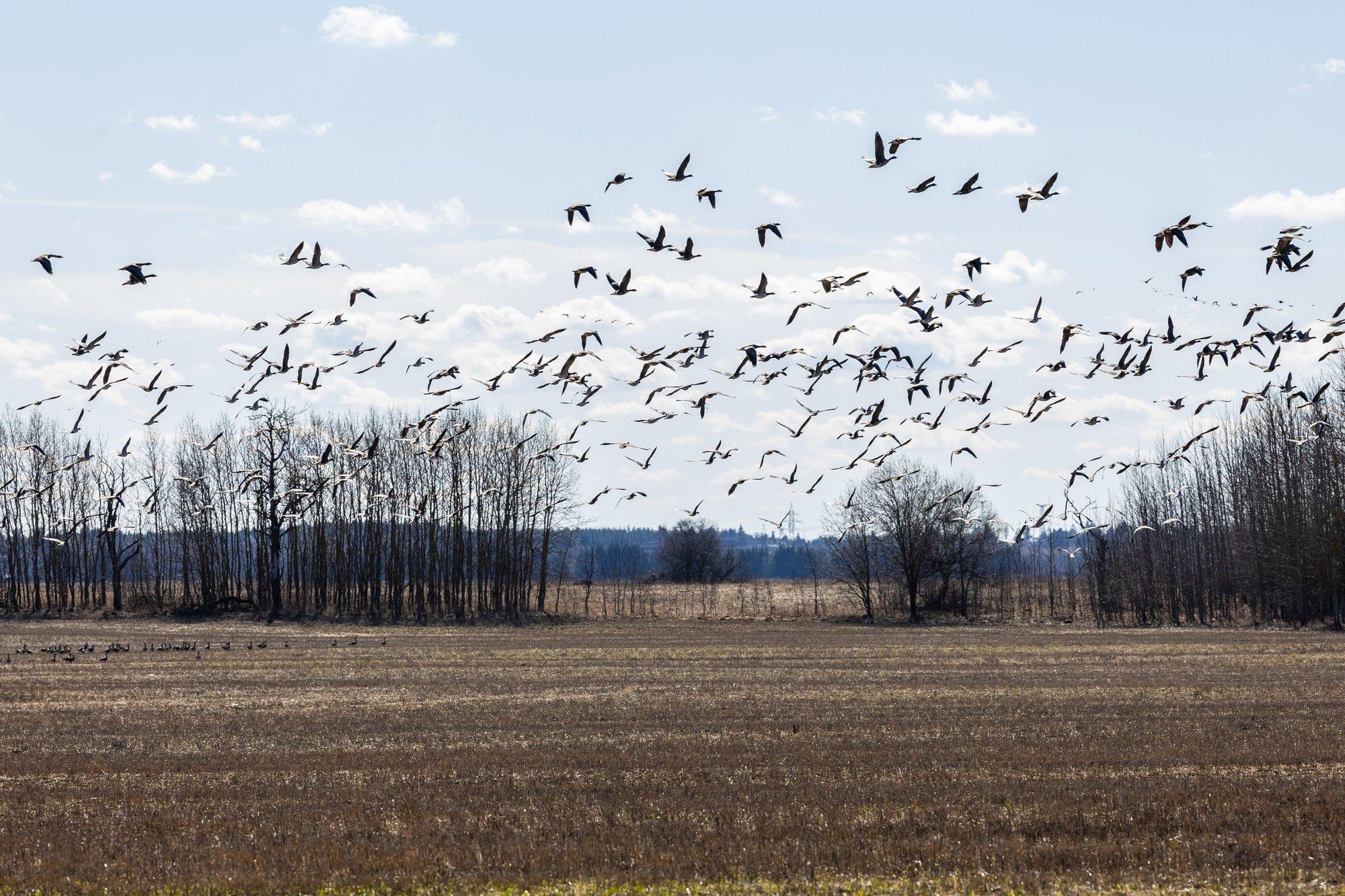 Põllumehed said Ornitoloogiaühingu üle võidu: kohus andis hanede heidutusjahile rohelise tule