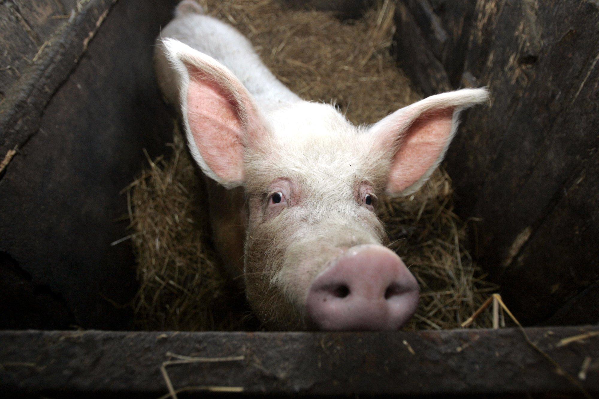 Viljandimaal tuvastati sigade Aafrika katk üle 2700 seaga farmis