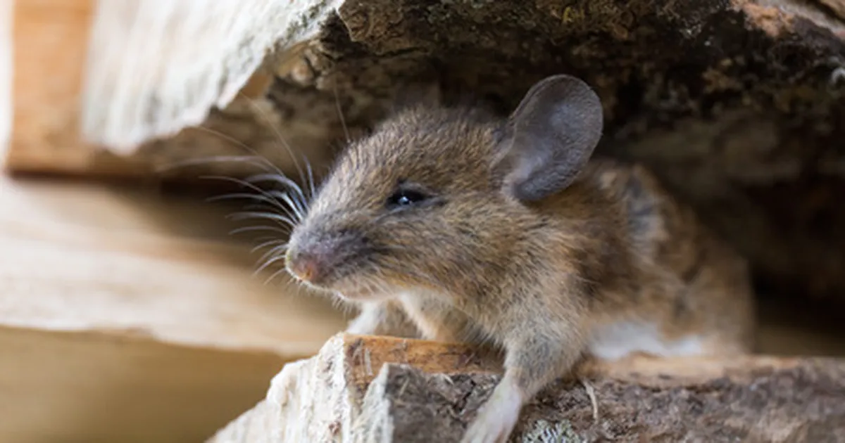 LÄBIMURRE GEENITEHNIKAS ⟩ Kahe isaga hiired said ise järglasi
