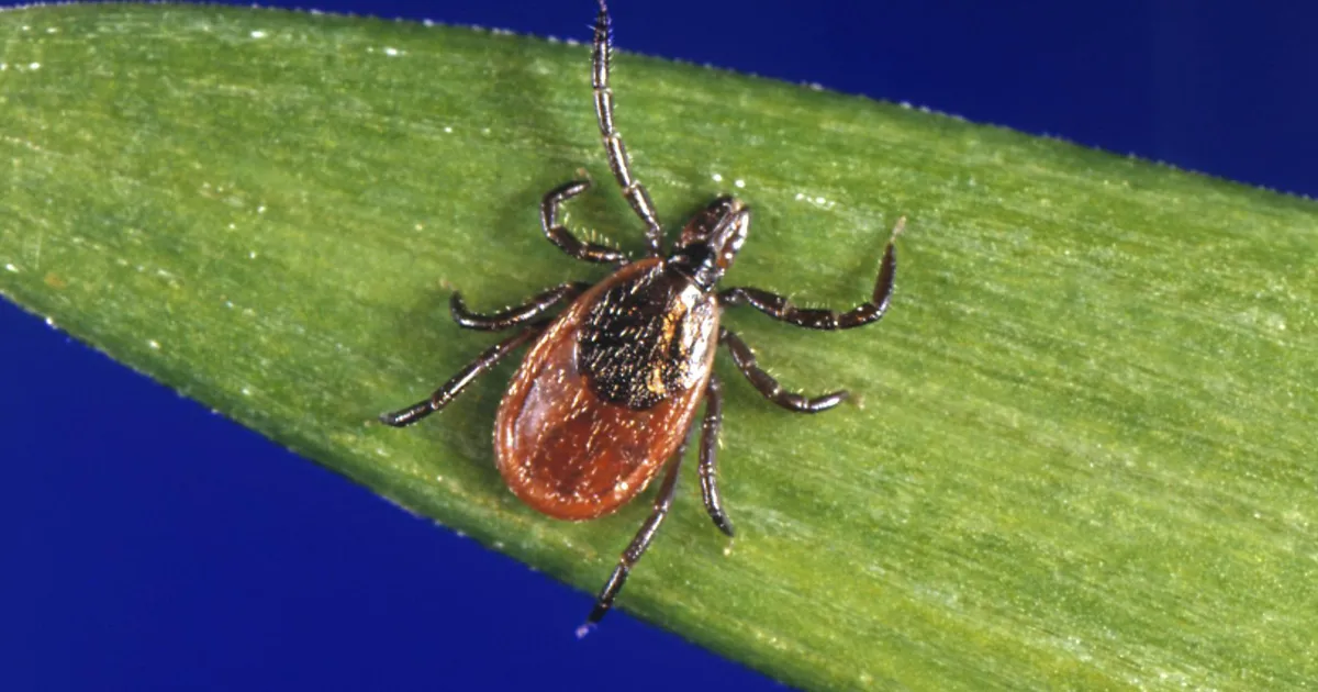 ARST SELGITAB ⟩ Kuidas ära tunda puukborrelioosi?