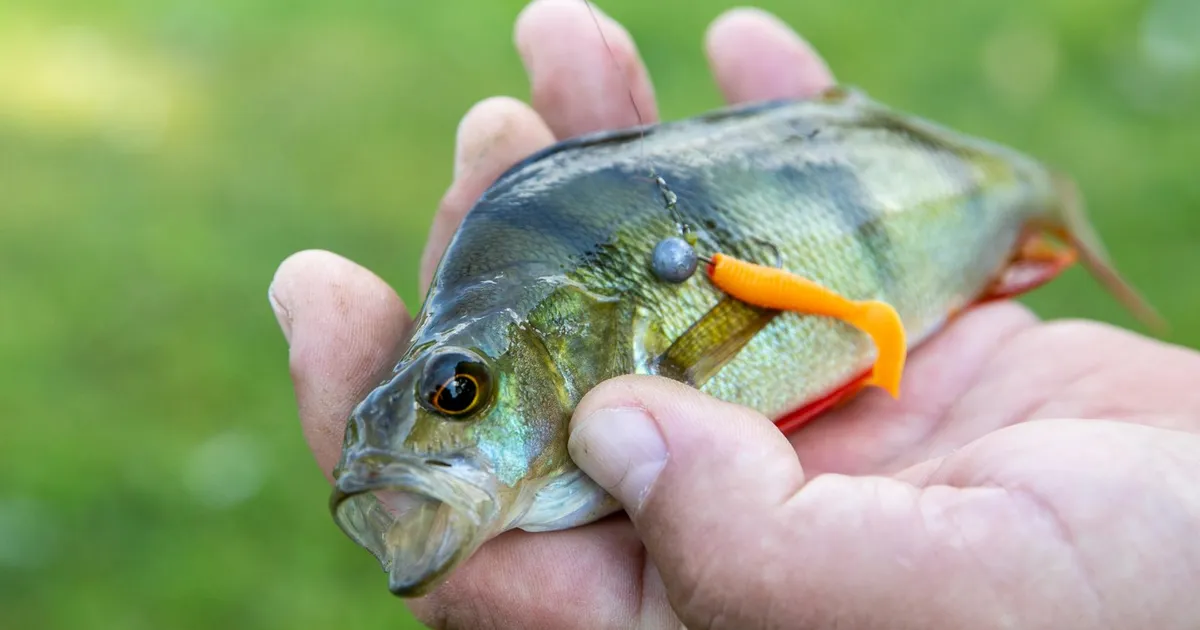 Keskmine harrastuskalastaja kulutab oma hobile aastas umbes 250 eurot