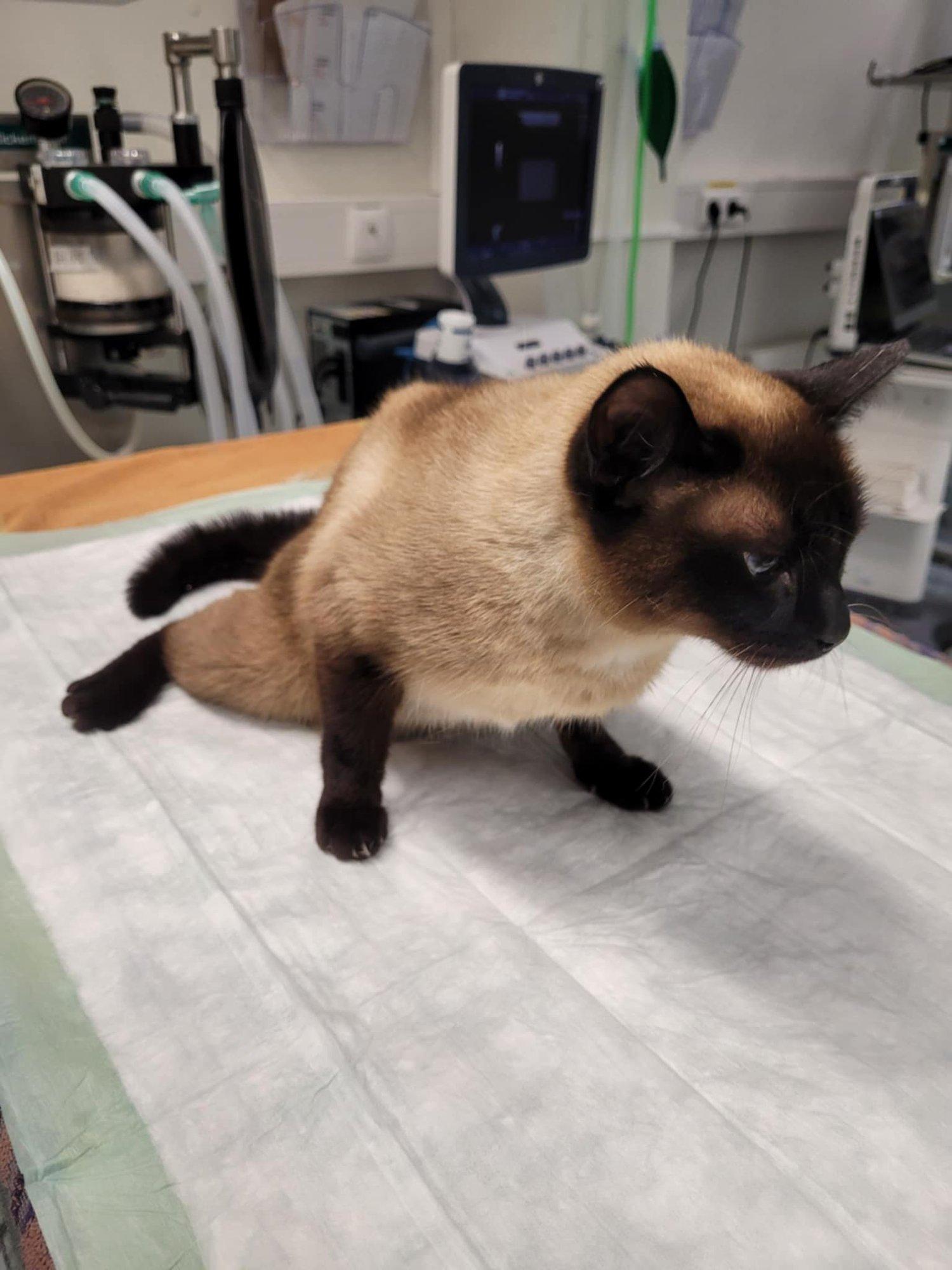 Kiibita vabakäigu-kassi elu: autorataste all vaagen kildudeks ja võõraste hoole alla