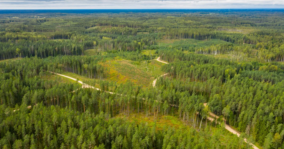 Linnamäe tegi koos partneritega märkimisväärse metsatehingu