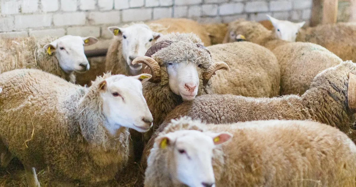 Amet peatas Lääne-Virumaal lammaste ebaseadusliku religioosse tapmise