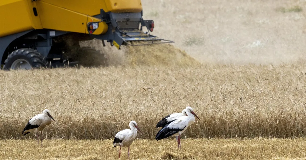 ANU HELLENURME ⟩ Kas relvad kaitsevad Eestimaad, kui inimesed nälga surevad?