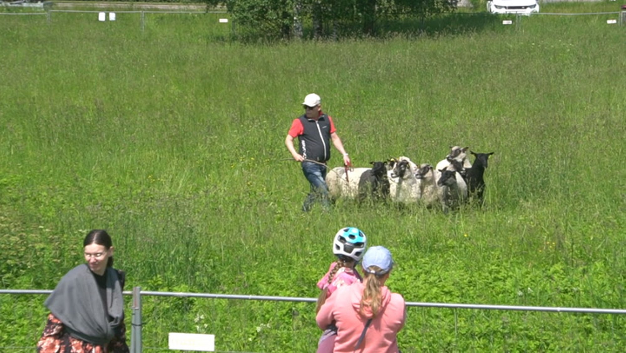 VIDEO | Töökad karjakoerad näitasid Tartu linnalammastele kohad kätte