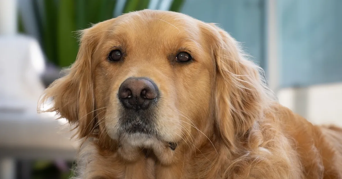 Nunnumeeter põhjas ⟩ Kuldne retriiver proovis esimest korda käpapapusid