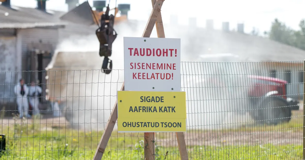 «10 aastat pidasime vastu. Kolmapäeval algab hukkamine» Miljonites kahju toonud lihatootjate hirm on tagasi