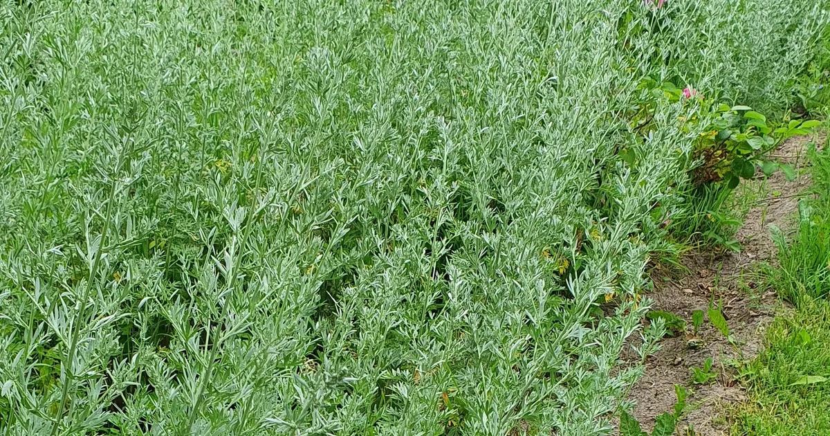 NIPPE ⟩ Taimed peletavad tüütuid putukaid