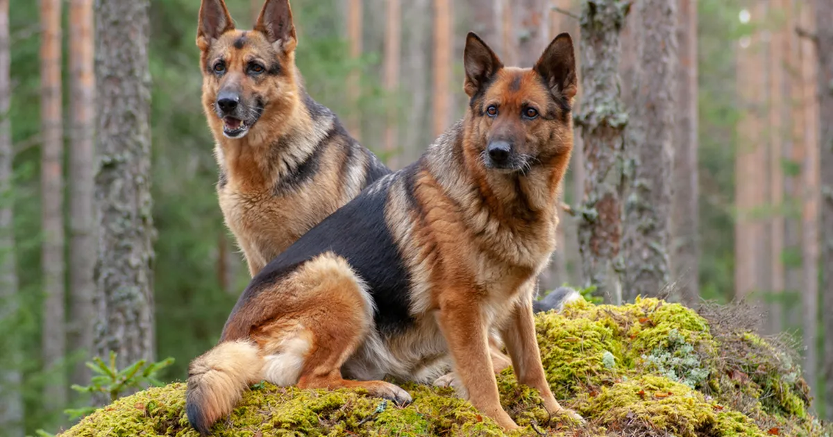 FOTO ⟩ «Ma kiljusin hirmust, sest kartsin, et ta vigastab mu kõhubeebit!» Viljandis sai rase naine koeralt pureda