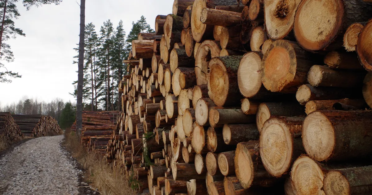 HARDO BECKER ⟩ Mets ei ole muuseum, kuhu saab süsinikuvaru konserveerida