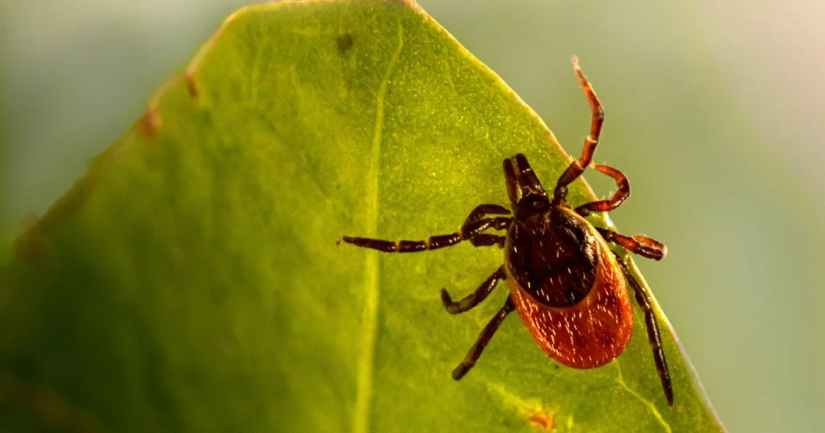 TUUL SEPP ⟩ Puukidest ja rohealadest linnades