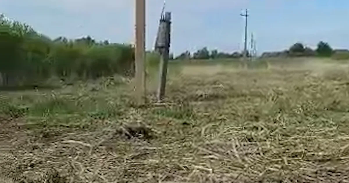 FOTOD ⟩ Elektrilevi töövõtja saatis eramaa linnupesad freesimasinasse