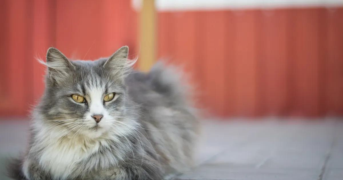 Nädalateks lõksu jäänud kass jäi ellu tänu purgile õllele