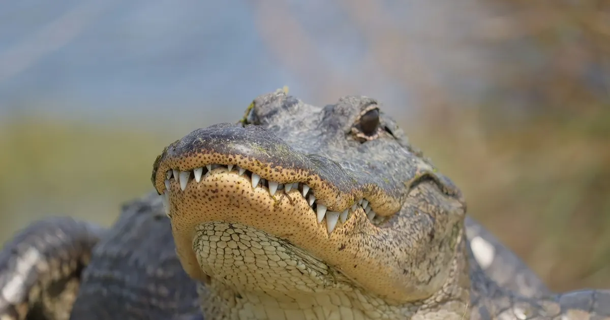 VIDEO ⟩ Sabata alligaatorit peeti ekslikult koeraks