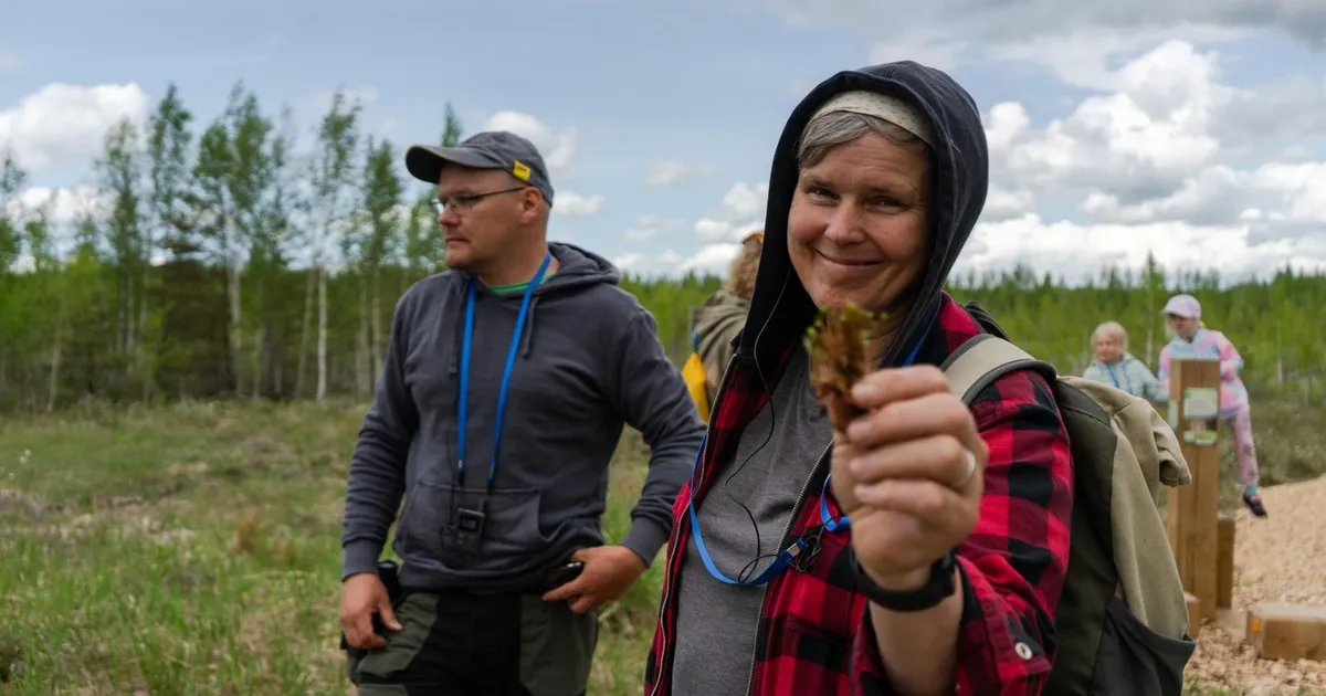 Galerii ⟩ Kõrsa teadusrada avati jõhvikataimede istutamise ja matkaga