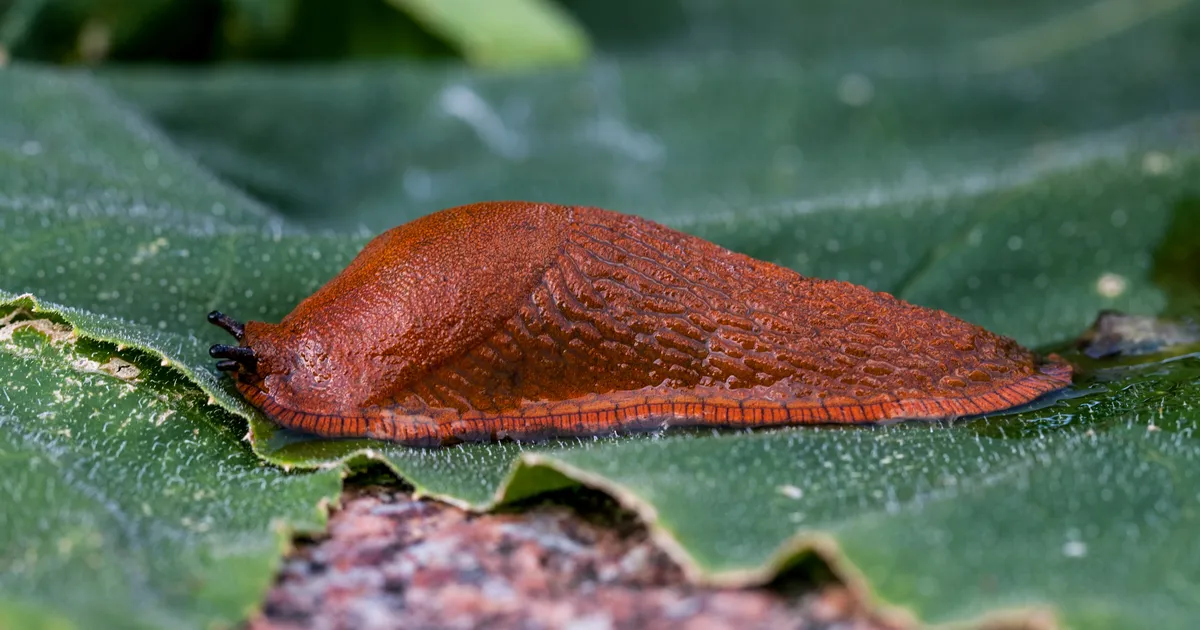 Hispaania teetigu ⟩ Kuidas ära tunda ja hävitada?