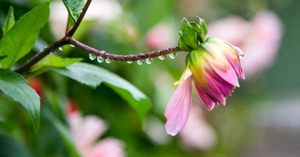KUUPROGNOOS ⟩ Juunikuu tuleb mõõdukalt soe ja kohati vihmane