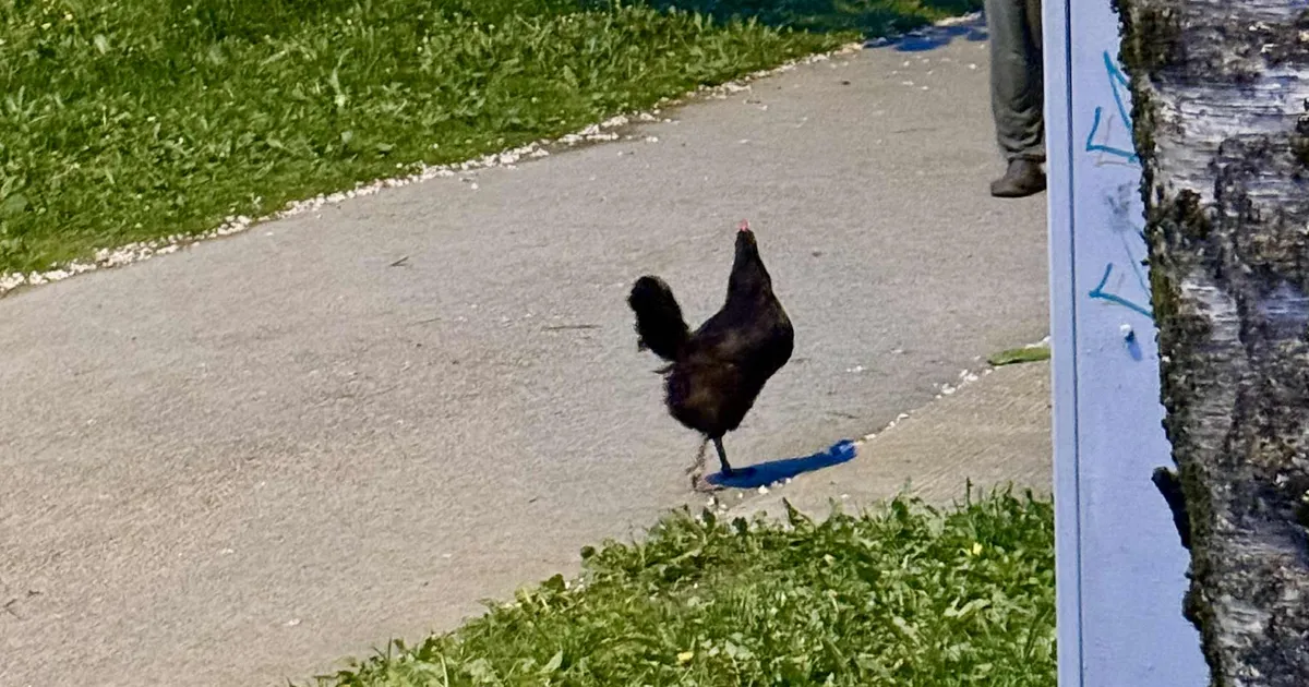 VIDEO ⟩ Ebatavaline vaatepilt: Kalmaja tänaval jalutas ringi eksinud kana