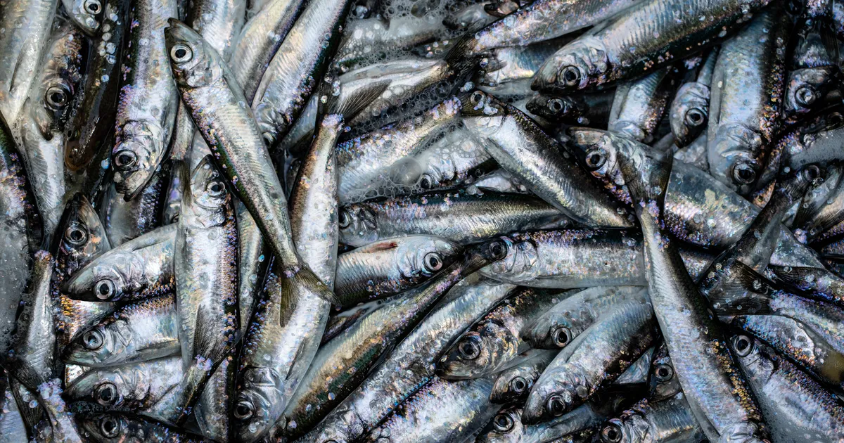 Ida-Viru maakonnas peatatakse räimepüük