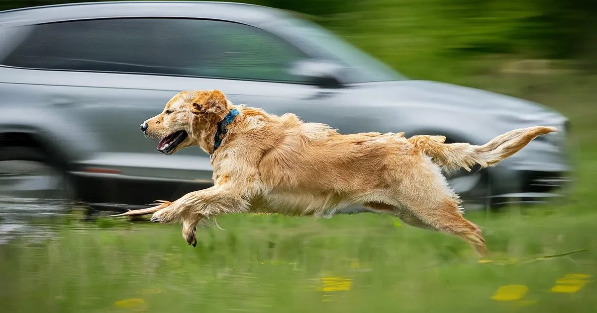 USKUMATU ⟩ Kadunud 36 päevaks: koeratüdruk leidis kodutee 160 kilomeetri kauguselt mere tagant