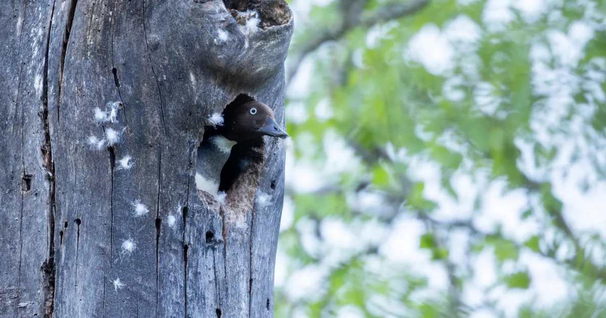 Loodusvaatlus ⟩ Sõtka fotole saamine kui väike ime