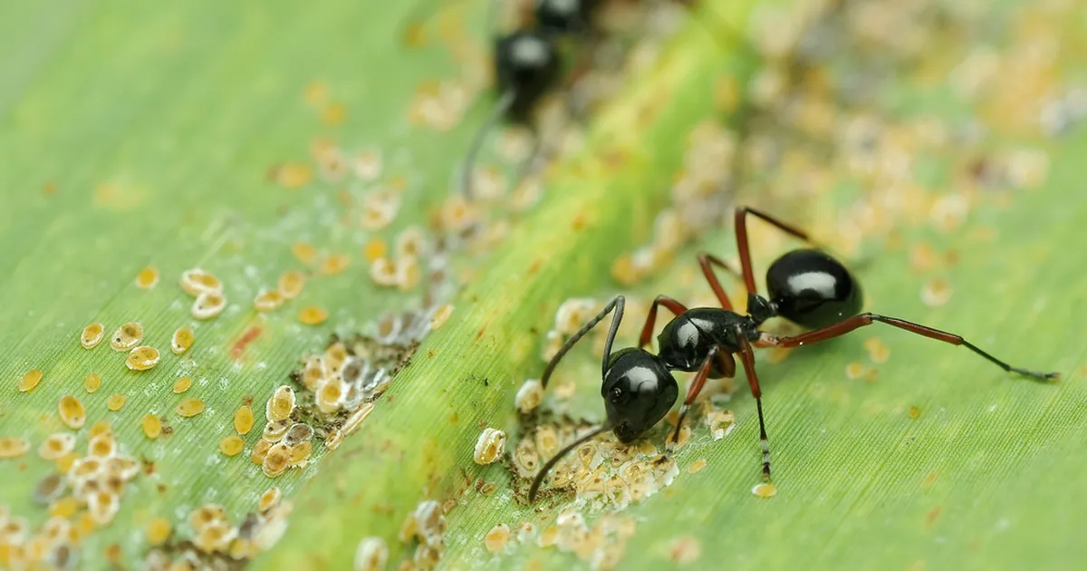 ÜKS MURE VÄHEM ⟩ Väheteada nipp hoiab sipelgad koduaiast eemale