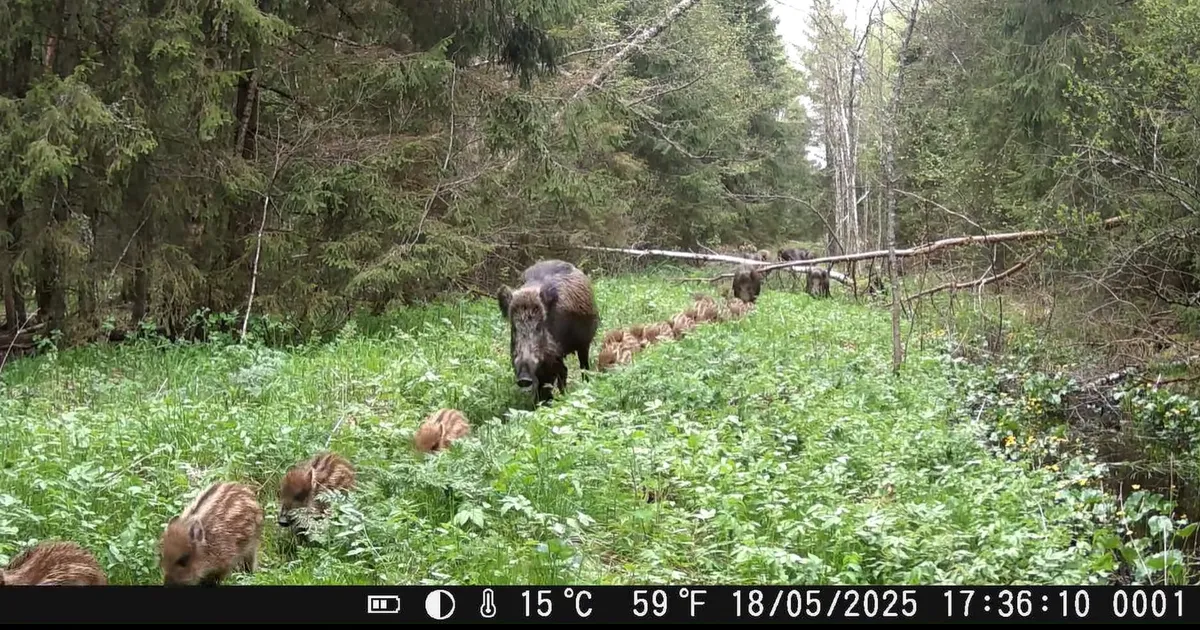 VIDEO ⟩ Haruldane vaatepilt: Viljandimaal jäi rajakaamera ette üle 40 metsseapõrsa