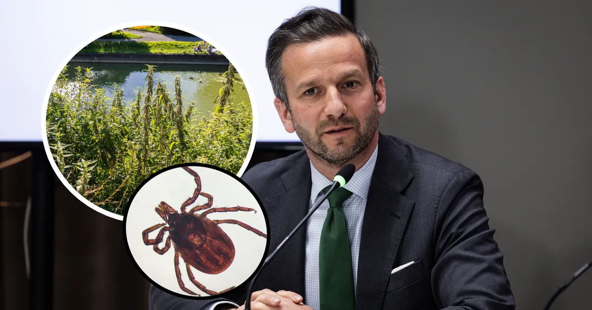 PEALINNA ELURIKKUS ⟩ Kas muru niitmine ja puukide arvukus on omavahel seotud? Ametkonnad jäävad erinevatele seisukohtadele