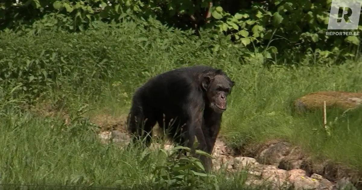 VIDEO ⟩ «Šimpans keeras viinapudeli korgi lahti ja võttis lonksu...» Tallinna loomaaed on hädas pahatahtlike külastajatega