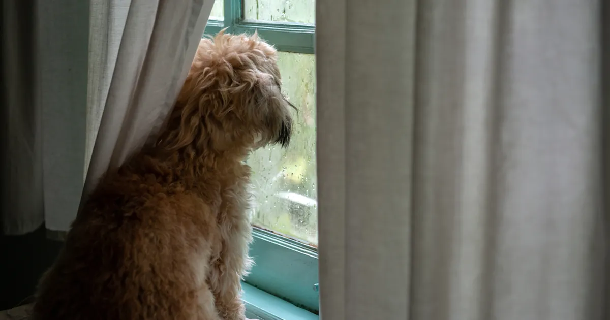 Kui kauaks võib lemmiklooma üksi koju jätta?