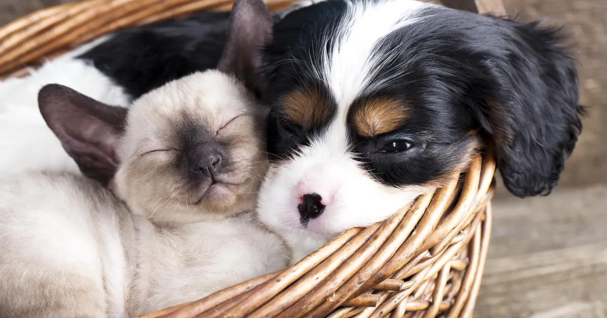 ÜLLATAV? ⟩ Just nii palju kasse ja koeri on Tallinnas registrisse kantud