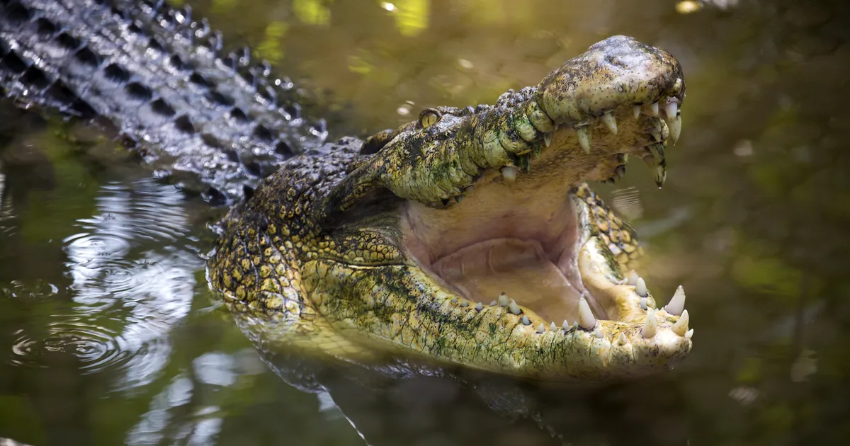 ŠOKEERIVAD KAADRID ⟩ Kohutava vea teinud loomaaia külastaja lõpetas krokodilli lõugade vahel