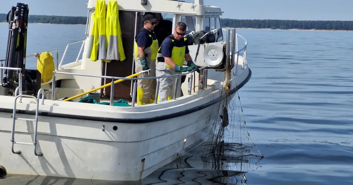 Peipsi järv vabanes rohkem kui 550 uitvõrgust