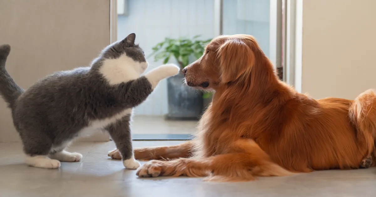 Loomaarst vastab: kuidas kassi ja koera omavahel lepitada?