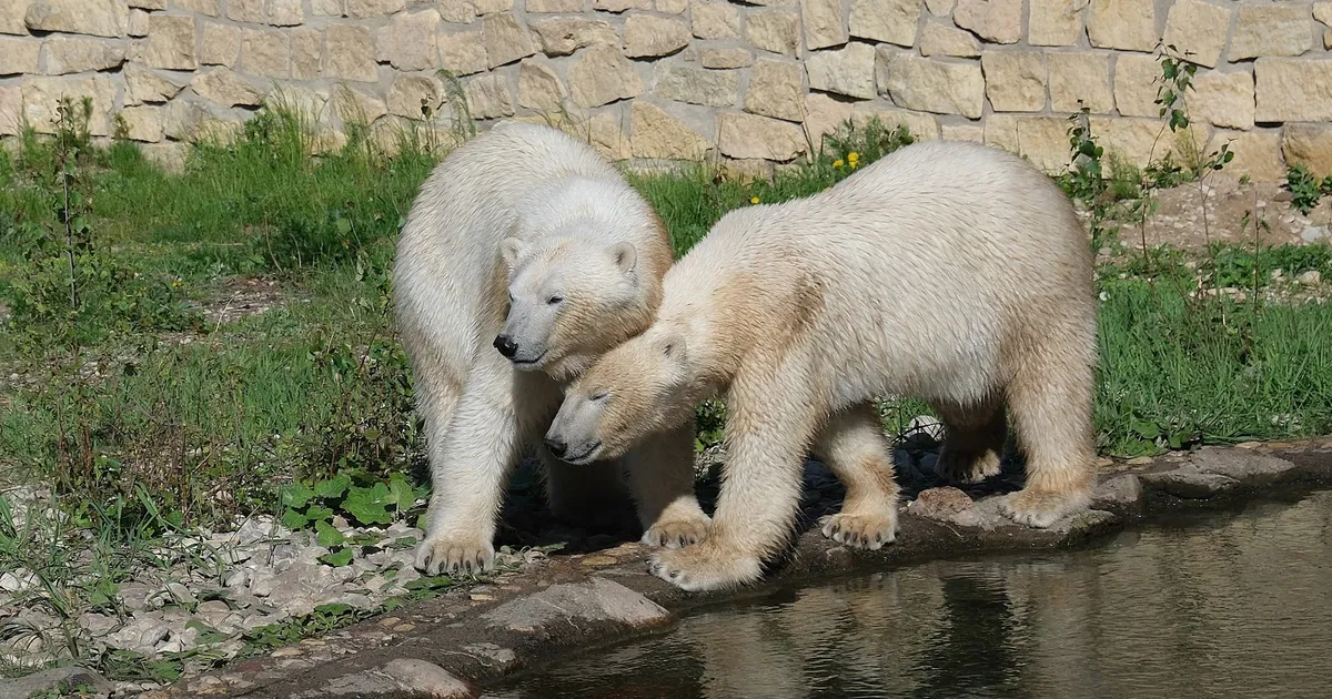 NÄDAL LOOMAAIAS ⟩ Noored liigikaaslased tegid jääkaru Inukile tuule alla