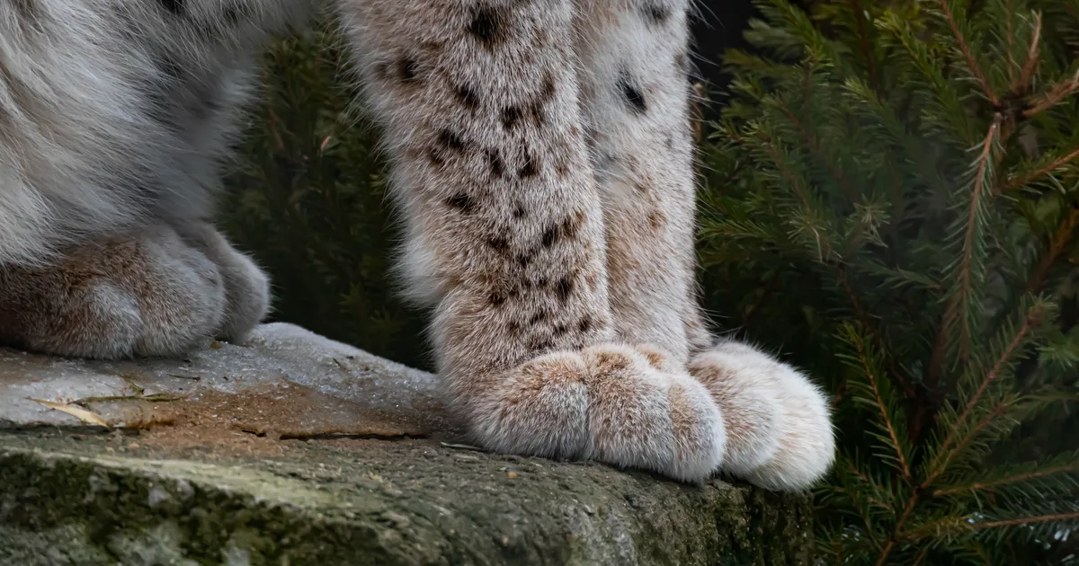 VIDEO ⟩ Tallinlane kohtus kodutrepil ootamatu kiskjaga