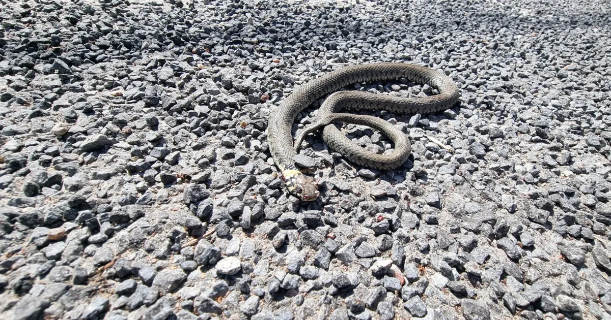 Nastik hirmutas muuseumikülastajaid, poes tossas mikrolaineahi