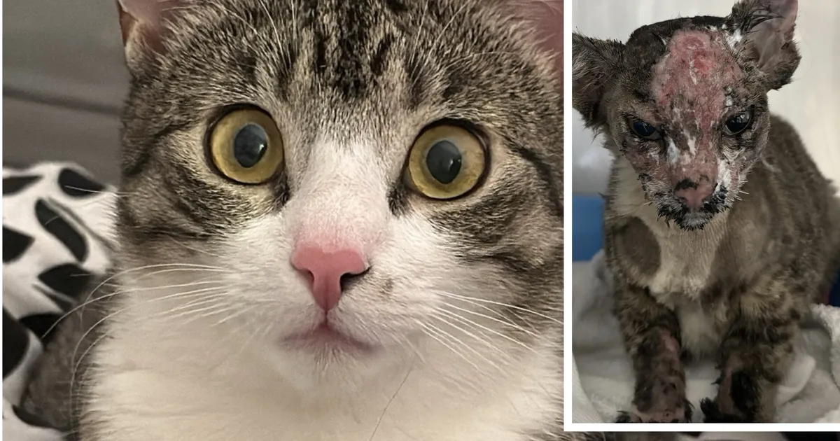 Kohutavate haavadega kass tegi varjupaigas läbi imelise muutuse ja üllatas uut perenaist põneva oskusega