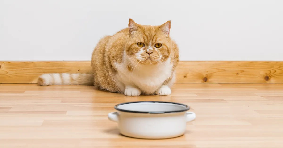 Loomaarst vastab: mida teha, kui kass ei taha süüa?