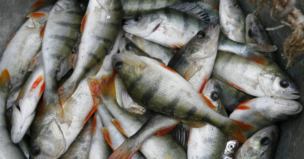 Riigikohus tunnistas kalapüügiseaduse sätted põhiseadusevastaseks