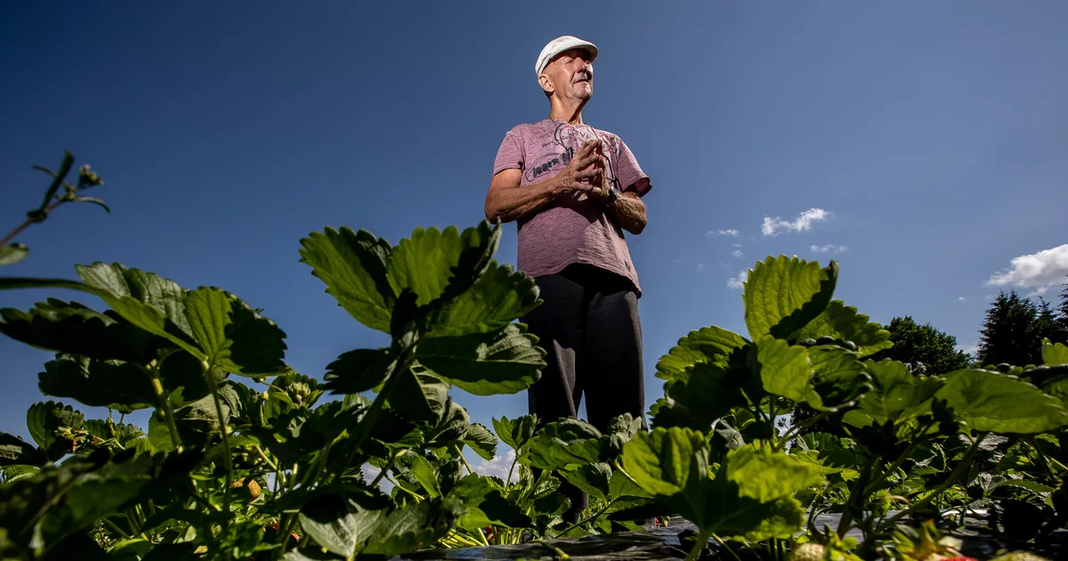 Maasikasaak kujuneb keskmiseks